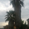 Poda de palmeras