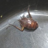 Cucaracha americana