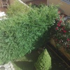 Podar dos setos jardin