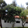 Talar árboles frutales viejos