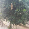 Cortar arbol en los alcazares