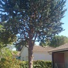 Tala de árbol