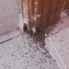 Asesoramiento sobre presencia de termitas en mi casa