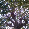Poda morera y talar palmera