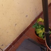 Arreglar patio que salen fugas por cochera