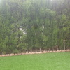 Cipreses