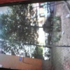 Poda arboles