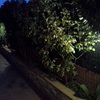 Desbrozar Jardín