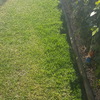 Hacer puesta a punto de jardín