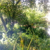 Desbrozar Jardín