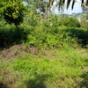 Desbrozar Jardín