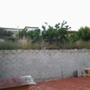 Desbrozar Jardín