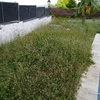 Desbrozar Jardín