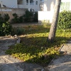 Mantener Jardín