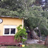 Talar árboles