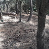 Desbrozar Jardín