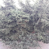 Talar árboles