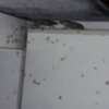 Fumigación o Desinsectación