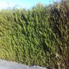 Desbrozar Jardín