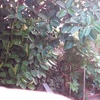 Desbrozar Jardín