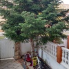 Talar árboles