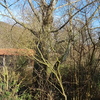 Talar árboles