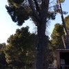 Talar un árbol