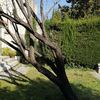 Desbrozar Jardín
