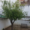 Talar árboles
