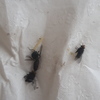 Fumigación o Desinsectación