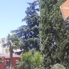 Fumigación o Desinsectación