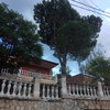 Tala de pino