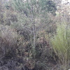 Desbrozar Jardín
