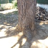 Talar árboles