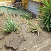 Hacer puesta a punto de jardín
