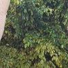 Hacer puesta a punto de jardín