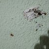 Fumigación o Desinsectación