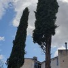 Talar árboles