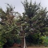 Talar árboles