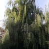 Talar árboles