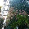 Mantener Jardín