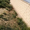 Desbrozar Jardín