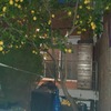 Otros Trabajos De Jardinería