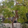 Talar árboles