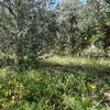 Desbrozar Jardín