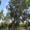 Talar árboles