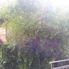 Desbrozar Jardín