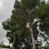Talar árboles