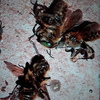 Fumigación o Desinsectación