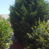 Talar árboles